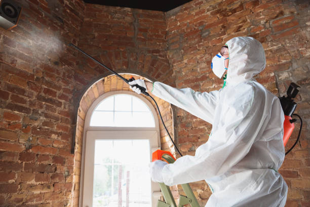 Best Basement Mold Removal  in Brownlee Park, MI