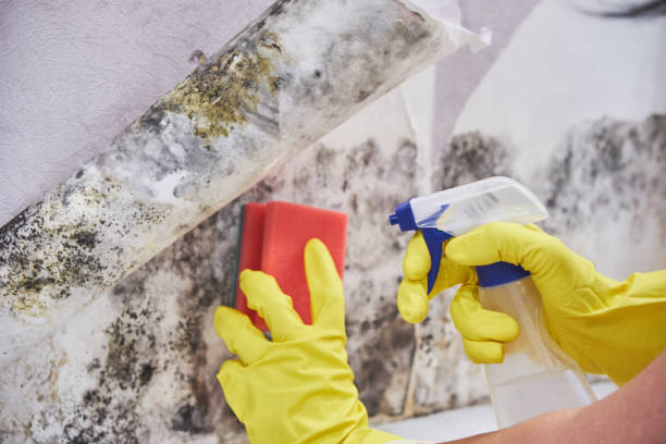 Best Residential Mold Inspection & Testing  in Brownlee Park, MI